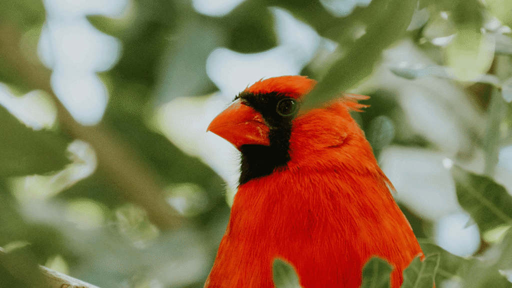 Practices to Connect: Inviting Cardinal Wisdom into Everyday Life