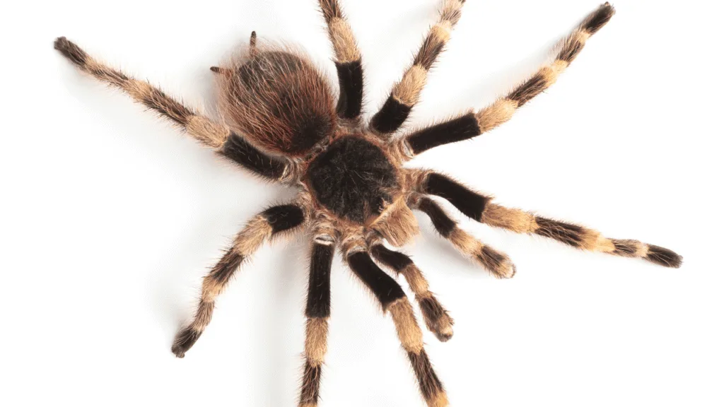A delicate, intricate spider web illuminated by the warm, golden glow of a setting sun. The web is suspended between the branches of a gnarled, ancient oak tree, casting intricate shadows across the forest floor. The web's spiraling pattern is woven with precision, each strand reflecting the light in a mesmerizing display. The background is a tranquil, softly blurred woodland scene, creating a sense of serene contemplation. The composition emphasizes the web's ethereal, almost mystical presence, inviting the viewer to ponder the deeper significance of this natural marvel. The Spiritual Meaning of the Spider Web
