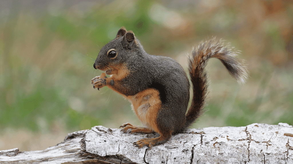 The Squirrel Spirit Animal: Guidance for Personal Growth