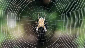 What Do Spiders Represent Spiritually
