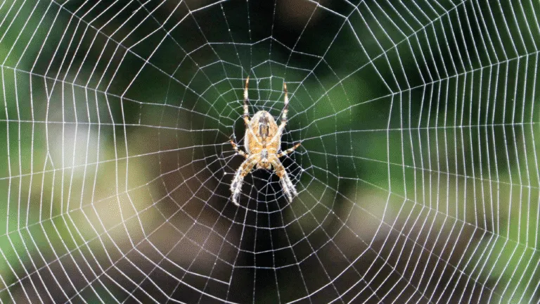 What Do Spiders Represent Spiritually