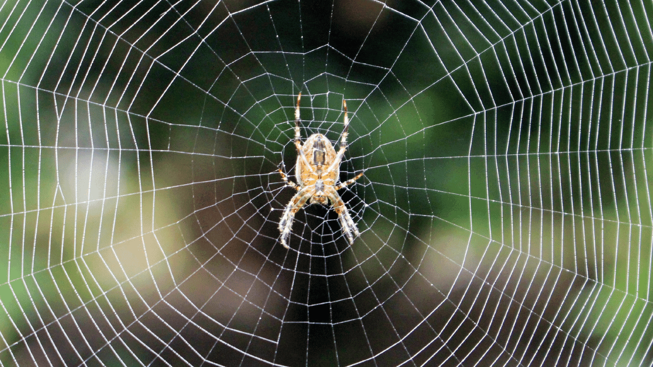 What Do Spiders Represent Spiritually 1 What Do Spiders Represent Spiritually