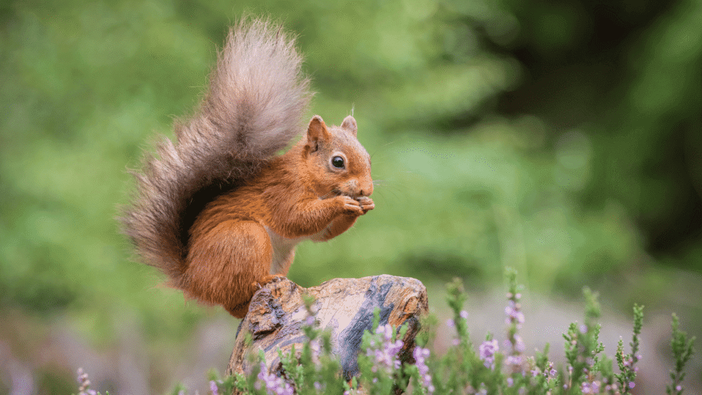 What Does Seeing a Squirrel Mean Spiritually: When a Squirrel Stares, Crosses Your Path, or Visits