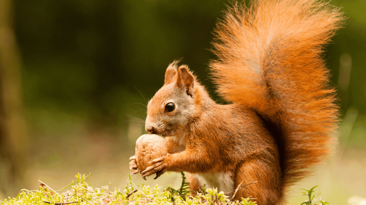 What Does Seeing a Squirrel Mean Spiritually? 1 What Does Seeing a Squirrel Mean Spiritually