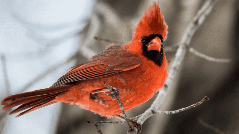 What do Red Birds Mean Spiritually
