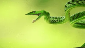 What do Snake symbolize Spiritually