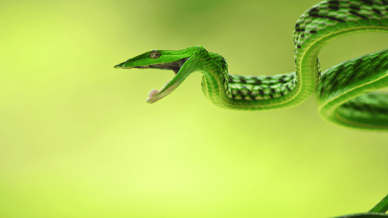 What do Snake symbolize Spiritually