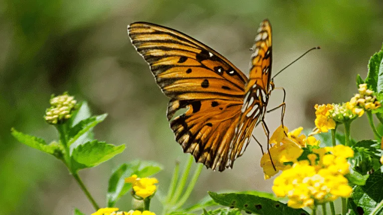 What does a Butterfly Signify Spiritually