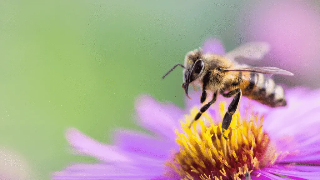 A serene, ethereal scene of a majestic queen bee, her golden abdomen glowing amidst a swirling mandala of sacred geometry. She is perched atop a lush, verdant floral backdrop, her wings unfurled in a graceful display of feminine power and protection. The lighting is soft and diffused, casting a warm, healing glow over the composition. The entire image is imbued with a sense of deep, mystical significance, inviting the viewer to connect with the inherent wisdom and nurturing essence of the queen bee's symbolic representation. Why do bees follow me spiritual meaning? Feminine strength, protection, and healing