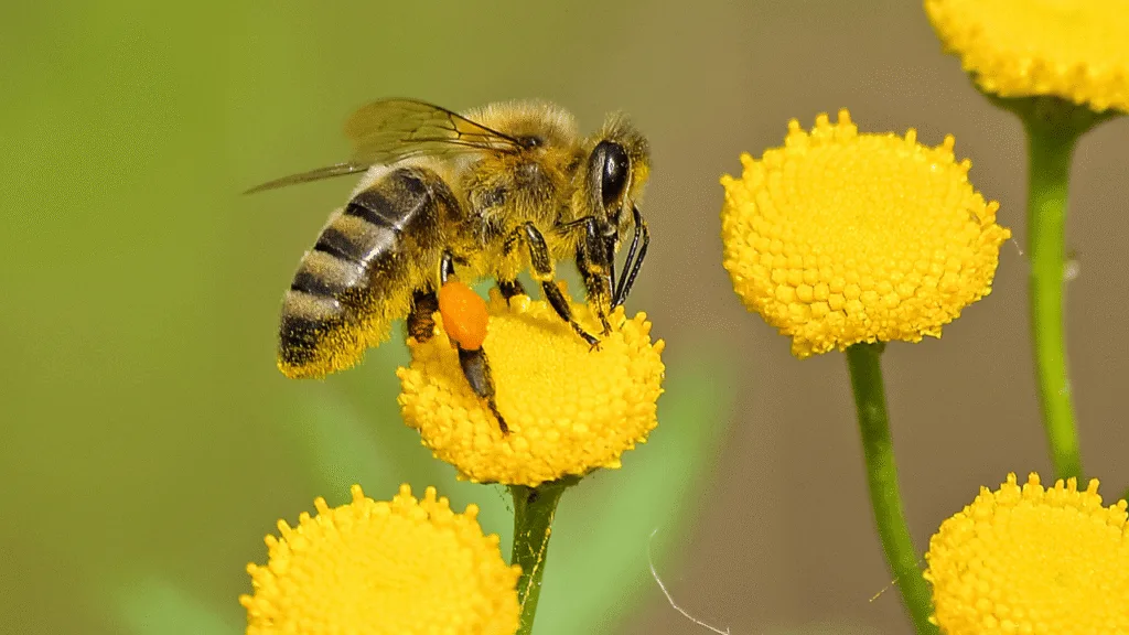 A close-up shot of an industrious honeybee, its fuzzy body glistening with pollen, wings a blur as it diligently collects nectar from a vibrant wildflower. The bee's compound eyes convey a sense of focused determination, its short proboscis expertly navigating the flower's intricate petals. Warm, golden sunlight bathes the scene, casting subtle shadows that accentuate the bee's industrious movements. The background is a lush, verdant meadow, dotted with colorful wildflowers swaying gently in a gentle breeze. This image captures the essence of hard work, diligence, and productivity - the hallmarks of the "busy bee" that serve as a spiritual reminder of the power of dedication and perseverance. Why do bees follow me spiritual meaningHard work, diligence, and productivity: the “busy bee” reminder