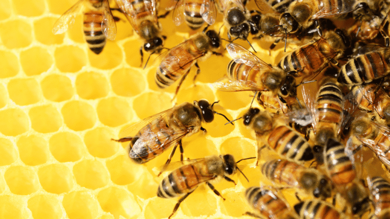 why do bees follow me spiritual meaning? Discover the Spiritual Meaning 1 why do bees follow me spiritual meaning