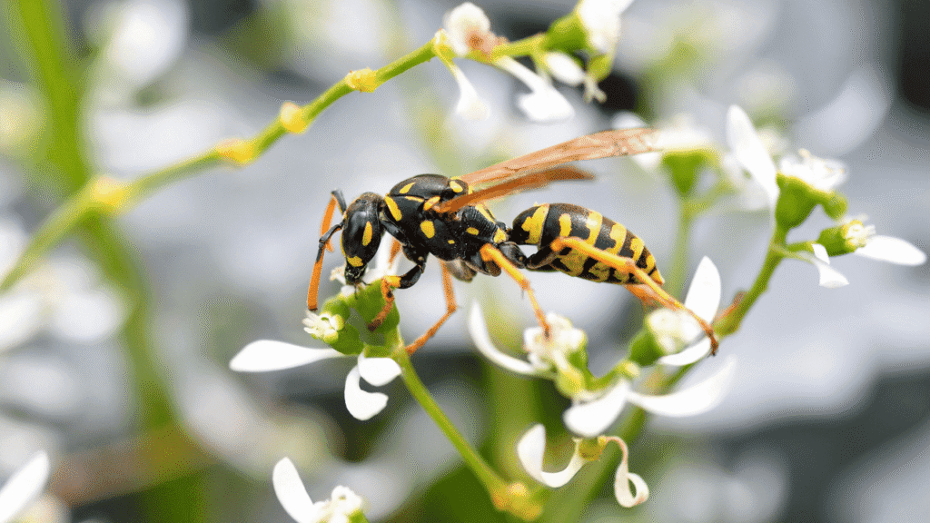 Boundaries, action, and order: applying wasp wisdom in real life
