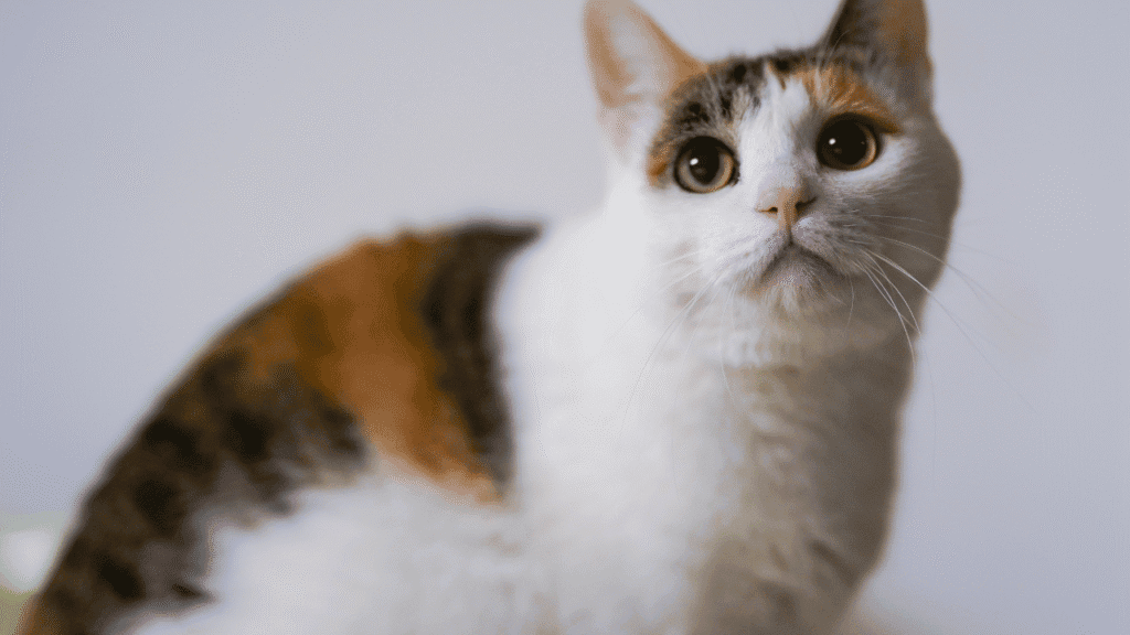 Bringing Feline Energy into Daily Life