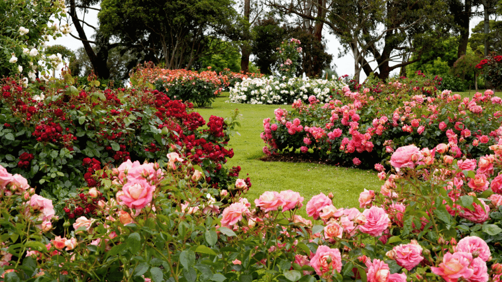 Bringing rose into your spiritual journey in the present