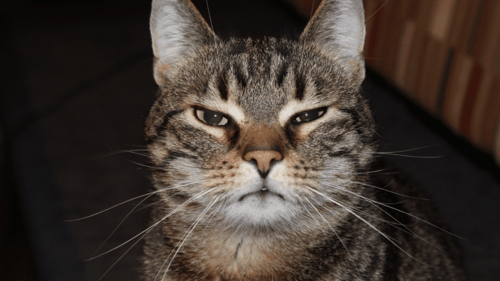 Cultural Lenses: How Different Traditions See Cats