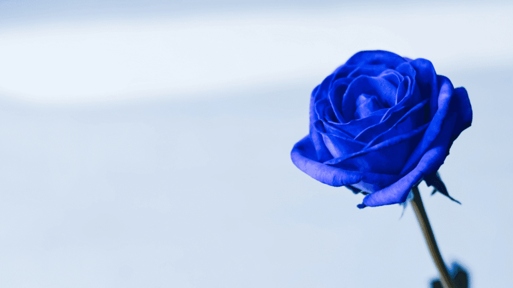 From Shop to Recipient: Delivery, Presentation, and Lasting Impressions
