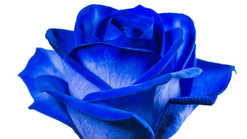 Romance, Love, and Individuality: When a Blue Rose Says More