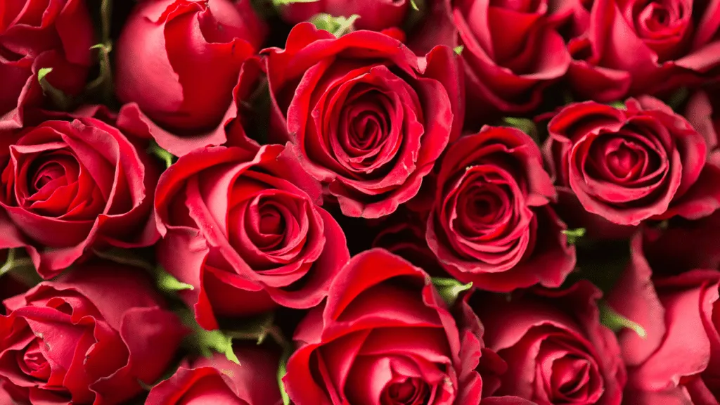 Spiritual meaning of rose: love, protection, and the power of fragrance