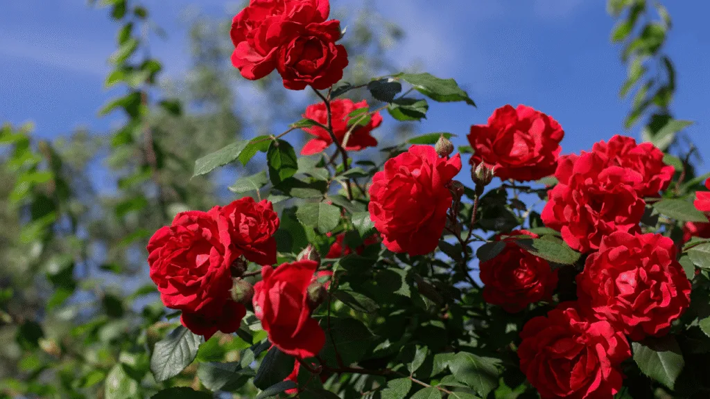 Spiritual meaning of rose: myths, faith, and the world’s shared symbolism