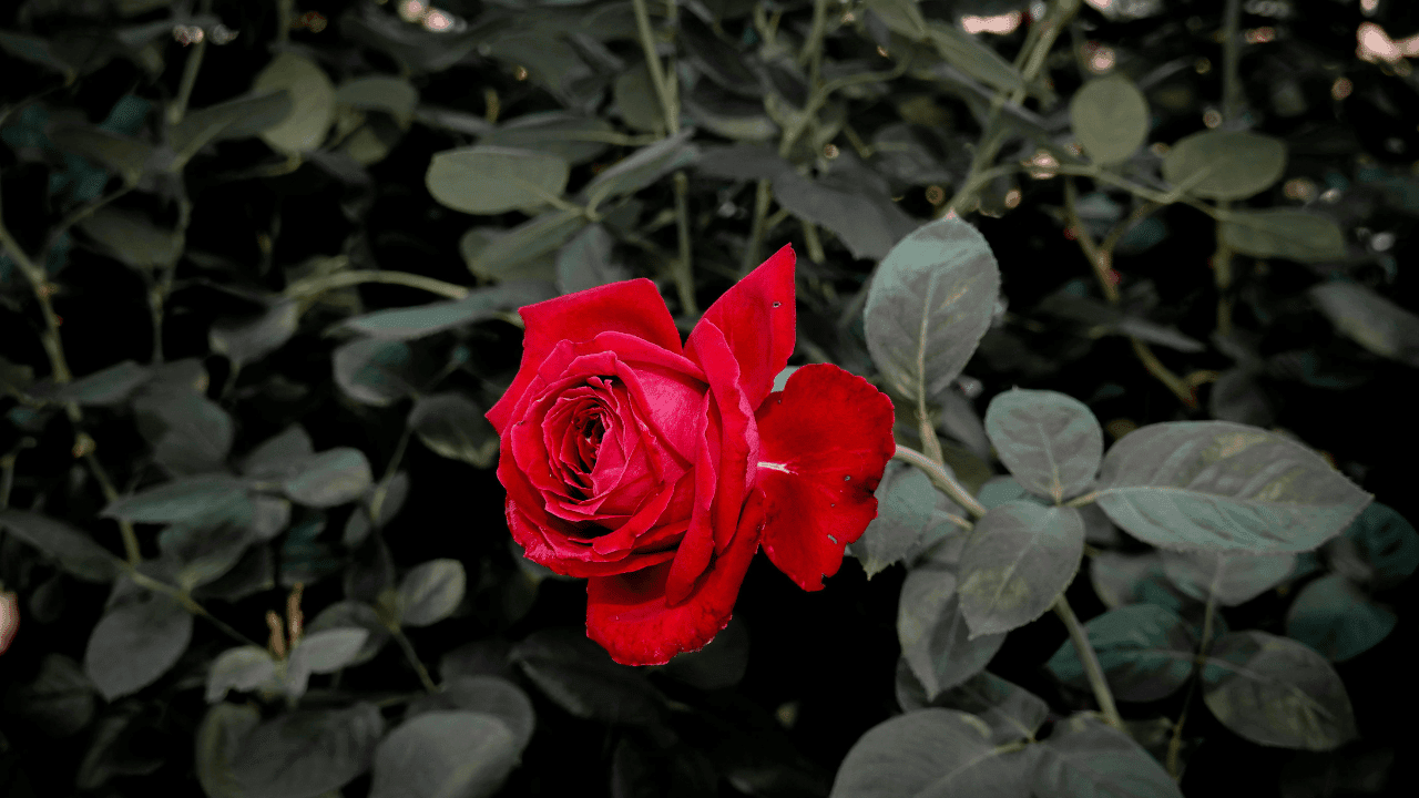 Spiritual meaning of rose
