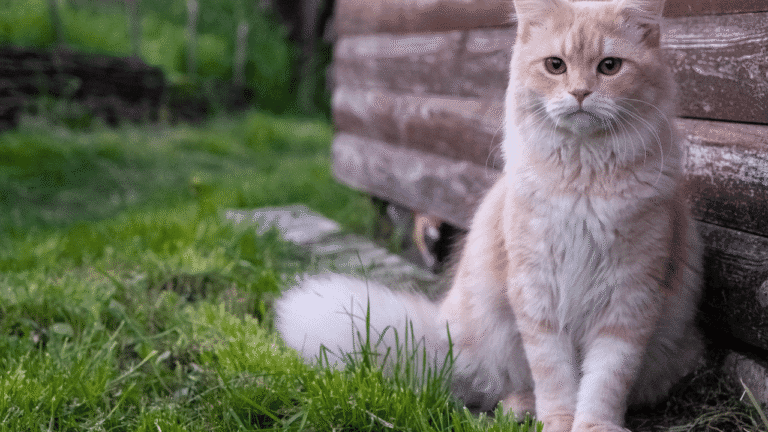 What Do Cats Mean Spiritually? 19 What Do Cats Mean Spiritually