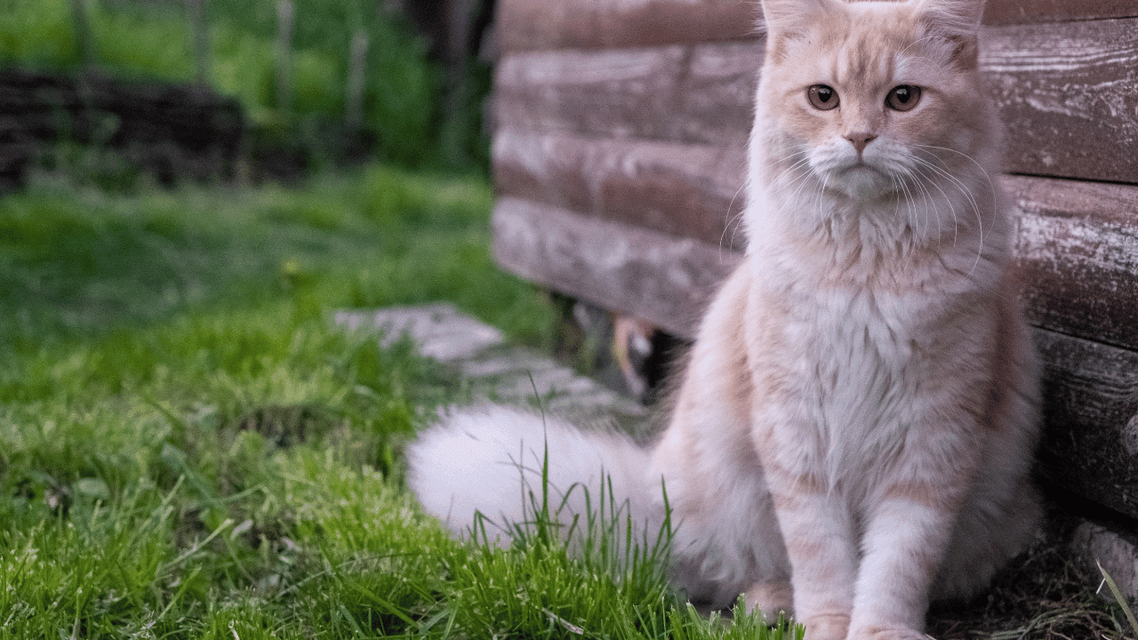 What Do Cats Mean Spiritually