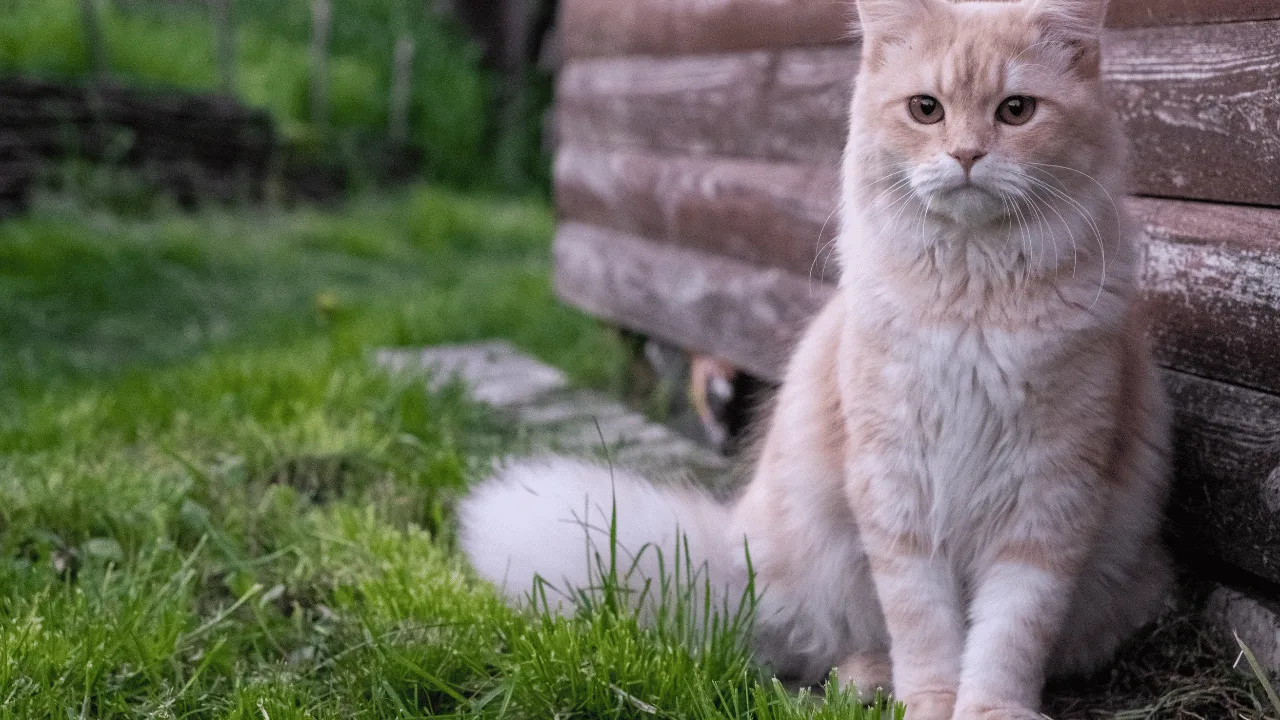 What Do Cats Mean Spiritually