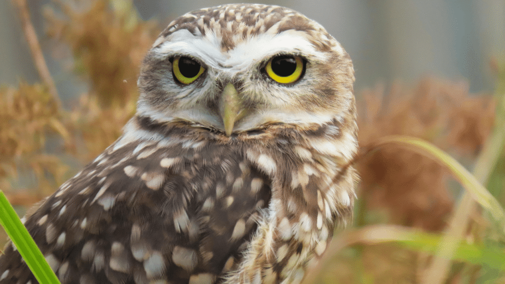 Owl Symbolism at a Glance: Wisdom, Intuition, Protection, and Change