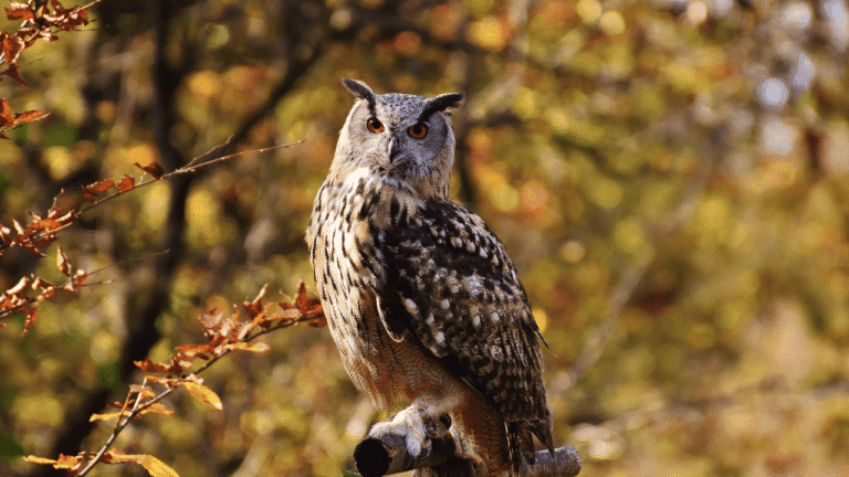 What Does Seeing an Owl Mean Spiritually