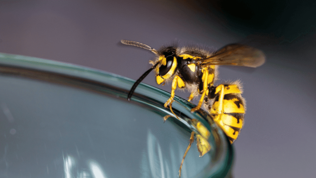 What Does a Wasp Symbolize Spiritually Cultural and mythic perspectives on wasps across time