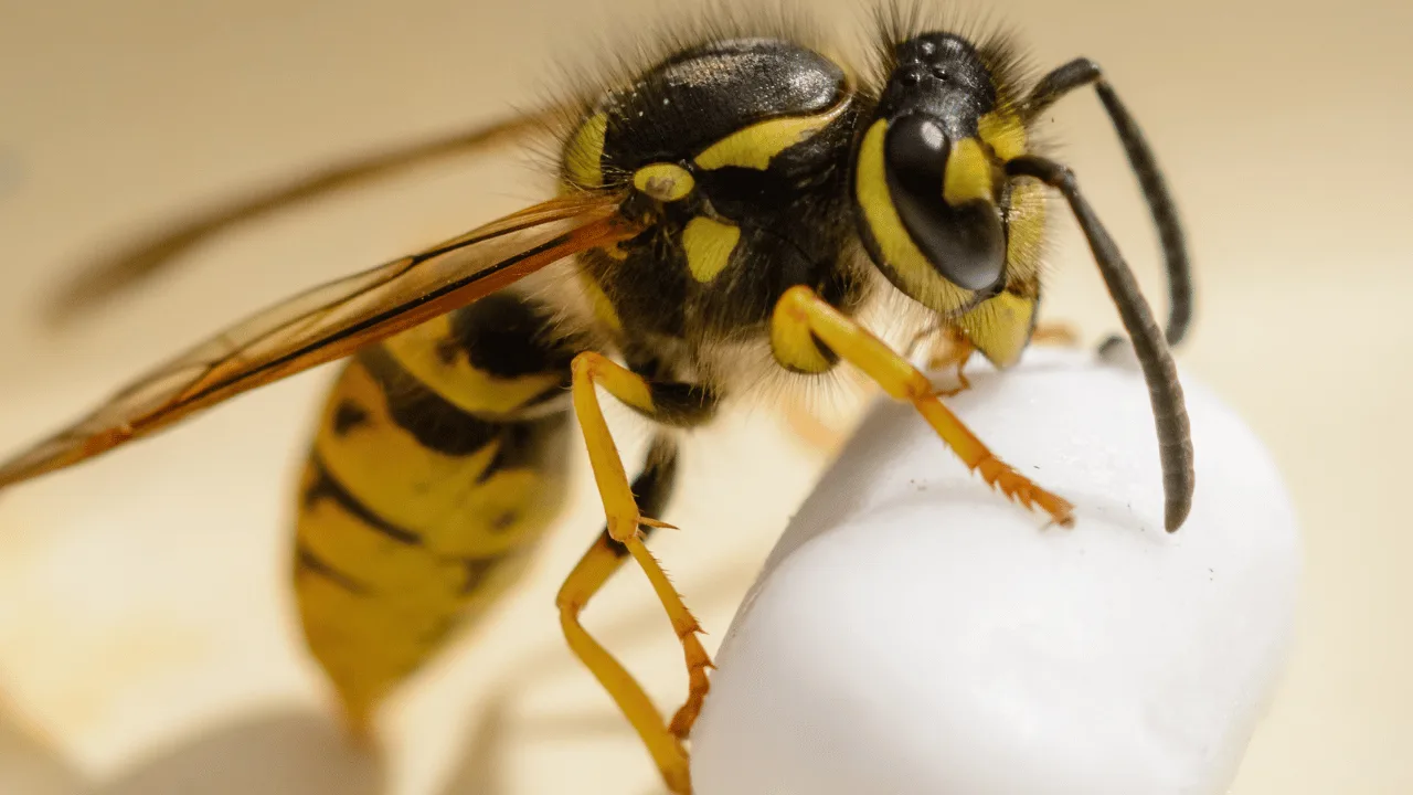 What Does a Wasp Symbolize Spiritually