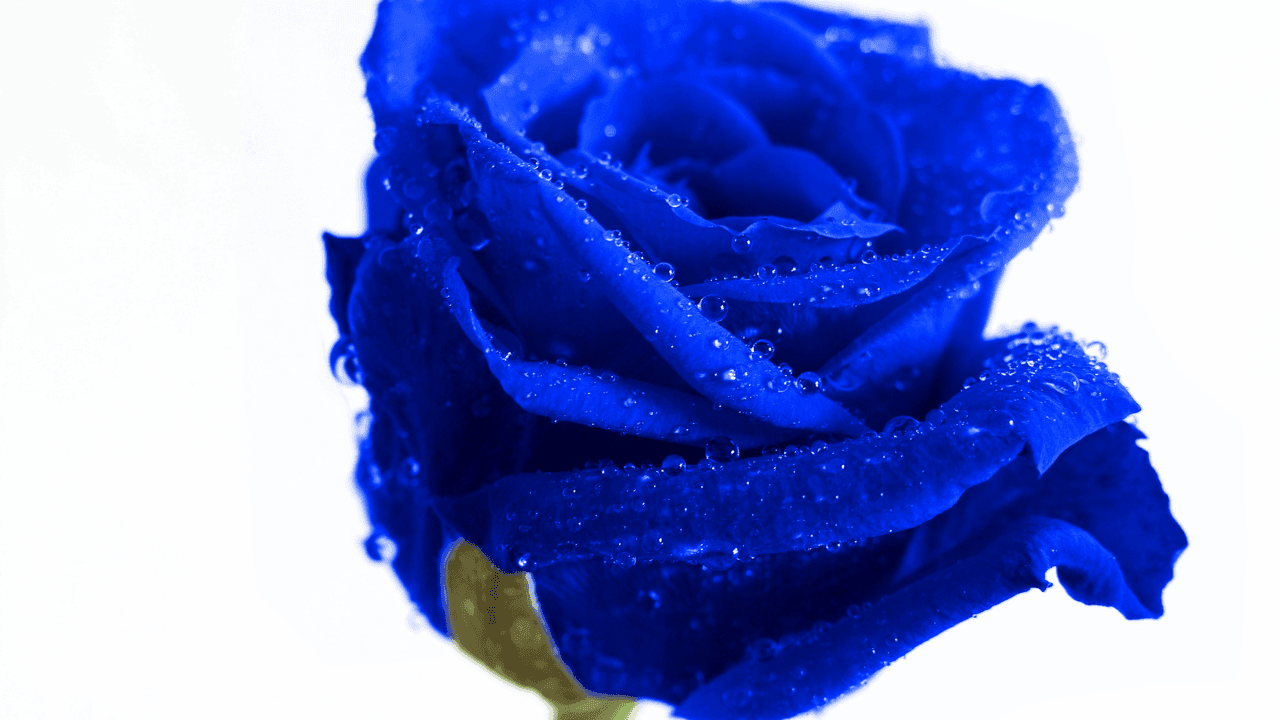 What is the Spiritual Meaning of a Blue Rose