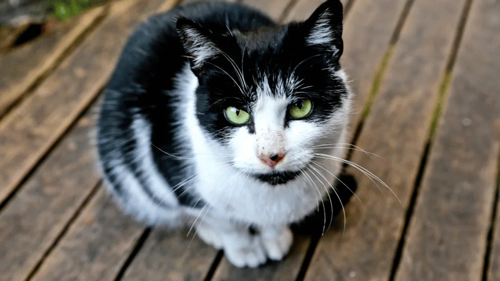 A majestic feline presence, radiating an aura of ancient power and mystical essence. In the foreground, a cat's eyes gaze intently, reflecting the depth of its spiritual connection to the natural world. The middle ground showcases the cat's lithe form, poised and alert, as if channeling the primal energies of the universe. The background depicts a dimly lit, atmospheric setting, with hints of ethereal light filtering through, evoking a sense of the cat's timeless significance. Soft, warm lighting illuminates the scene, casting a subtle glow that enhances the cat's almost otherworldly presence. Captured with a wide-angle lens, the composition emphasizes the cat's commanding and captivating spirit. Why This Matters Now: The Present Power of the Cat Spirit