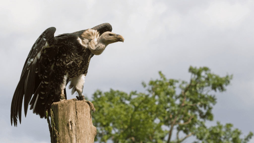Americas and Native voices: omens, rain, and the vulture spirit