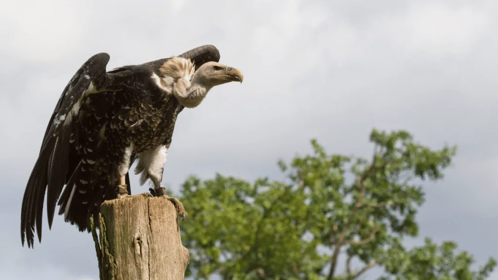 Majestic native American vultures soar effortlessly against a vast, cloudless sky. Their wings outstretched, feathers glistening in warm, golden sunlight. In the foreground, a pair of vultures perch atop a weathered, ancient totem pole, their sharp gazes scanning the horizon. Surrounding them, lush, verdant foliage whispers in a gentle breeze, creating a tranquil, spiritual atmosphere. The vultures' presence commands reverence, their role as messengers between the physical and spiritual realms palpable. This serene tableau captures the deep, ancestral connection between the vulture and the indigenous peoples of the Americas. Americas and Native voices: omens, rain, and the vulture spirit