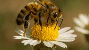 Bee Spiritual Meaning