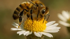 Bee Spiritual Meaning