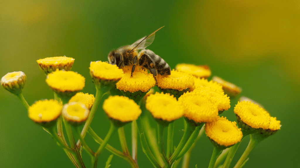 Bee Spiritual Meaning A Champion of Collaborative Effort
