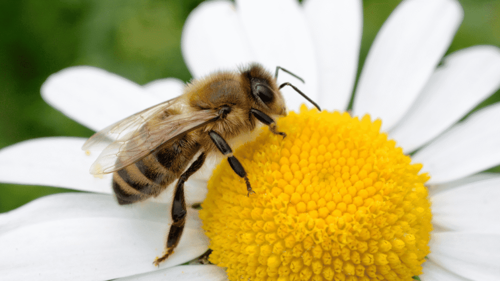 Bee Spiritual Meaning An Invitation to Be Guided by Nature