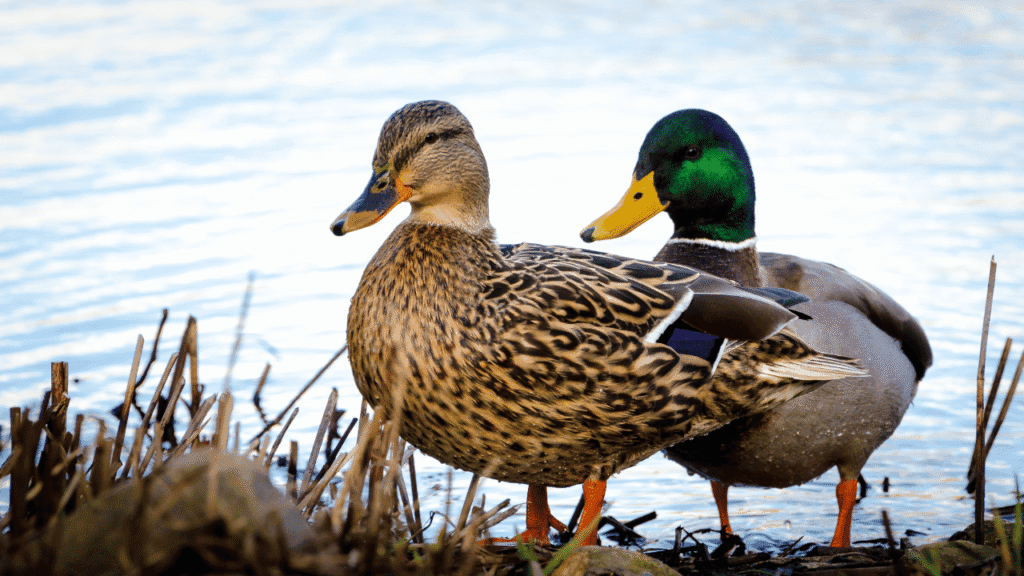 From “Sitting Duck” to Soaring Spirit: Navigating Fear and Power