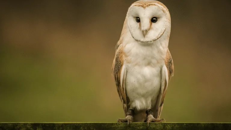 Owl Spiritual Meaning