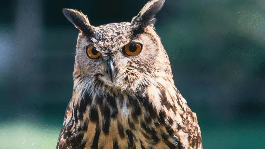 Owl Spiritual Meaning The Call to Inner Reflection