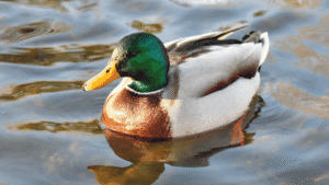 Spiritual meaning ducks