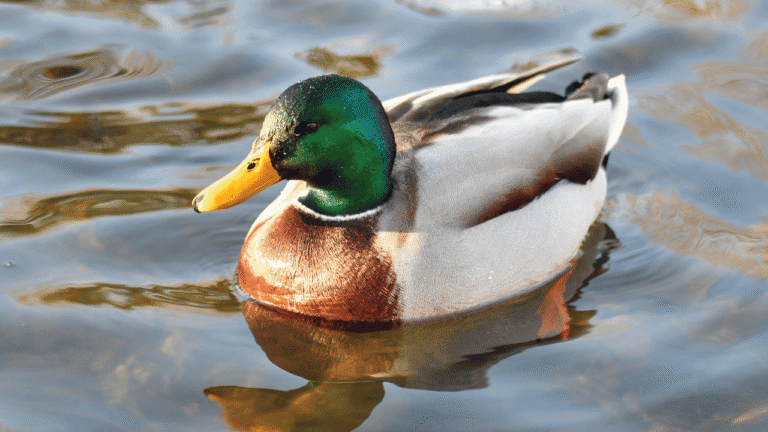 Unlock the Spiritual meaning ducks 14 Spiritual meaning ducks