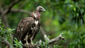 Spiritual meaning vulture