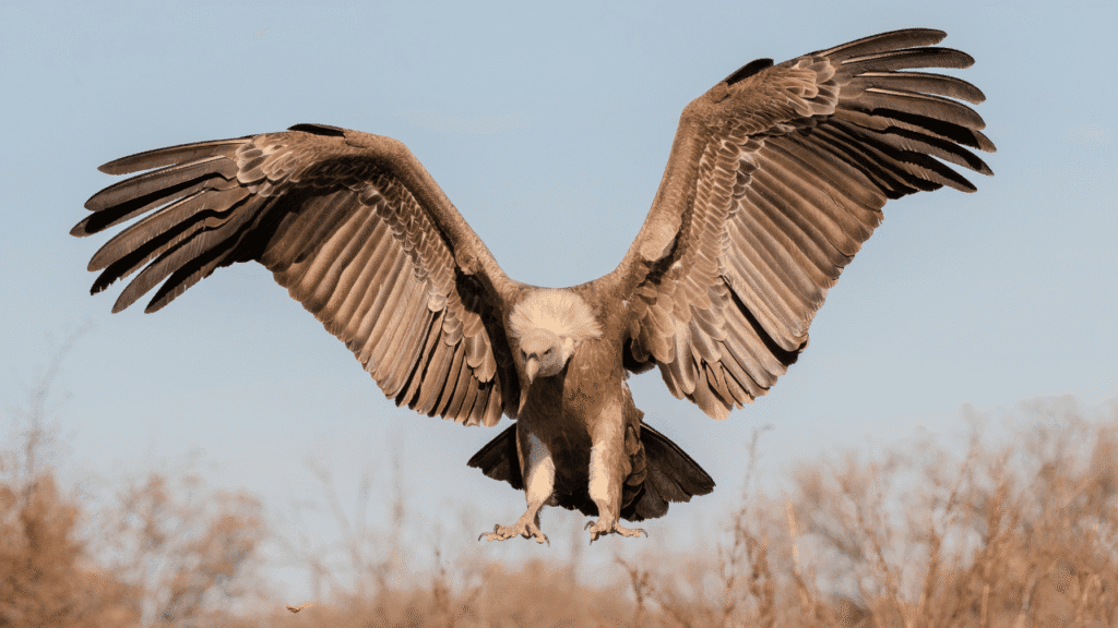 Spiritual meaning vulture Dreams, omens, and signs: reading the feathers of meaning