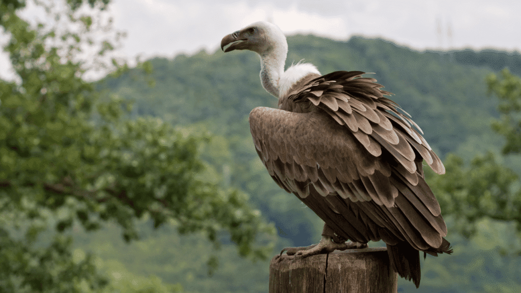 Vulture spirit animal, totem, and power animal meanings