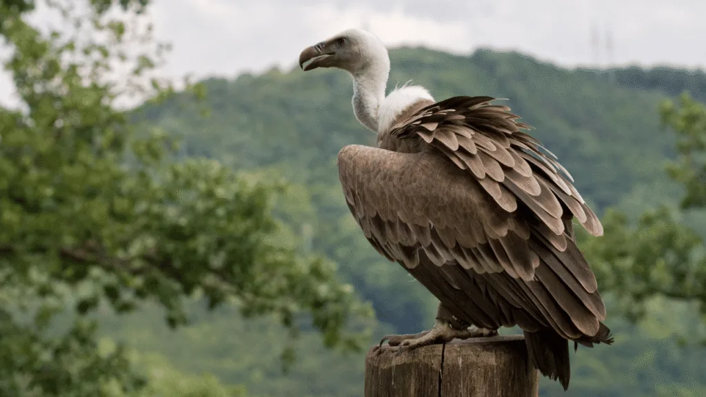 A majestic vulture, its wings spread wide, soaring effortlessly against a vibrant, cloudy sky. The bird's piercing gaze is intense, its sharp talons and beak a symbol of its power and connection to the spiritual realm. The scene is bathed in warm, golden light, creating an ethereal, almost otherworldly atmosphere. In the foreground, a swirling, mystical energy surrounds the vulture, hinting at its role as a spirit animal, totem, and power animal. The overall composition evokes a sense of awe, reverence, and the profound wisdom that the vulture represents. Vulture spirit animal, totem, and power animal meanings