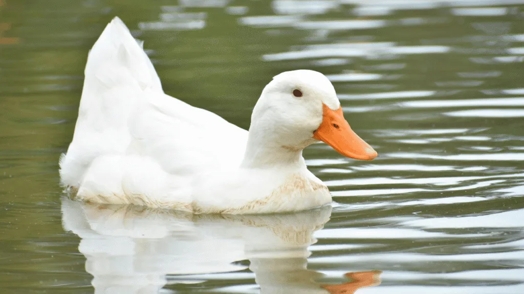 Astrology and Spirit Animals: Aligning Duck Energy with the Zodiac