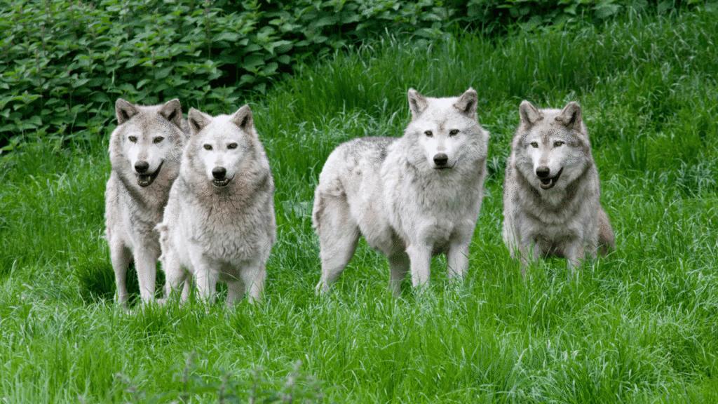 Lone Wolf Myth Common Myths and Misconceptions About Wolves